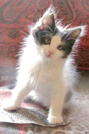 Кошачий питомник Malik-agel